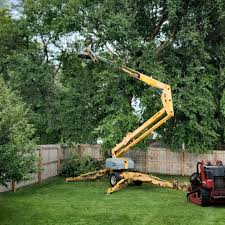 Professional Tree Removal in Marin City, CA