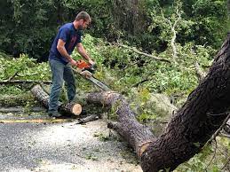 Best Utility Line Clearance  in Marin City, CA