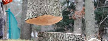 Best Emergency Tree Removal  in Marin City, CA
