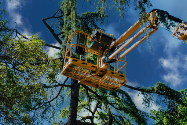Best Tree Disease Treatment  in Marin City, CA